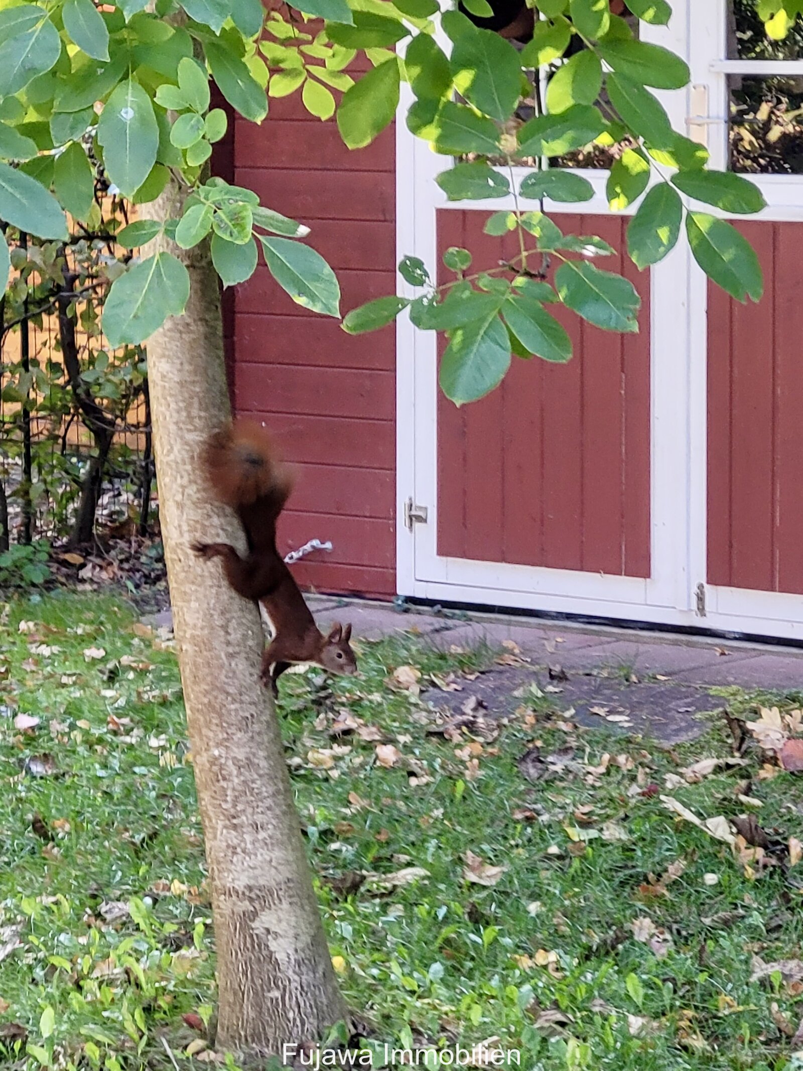 Eichhörnchen klaut Nüsse Hintergrund 2. Gartenhäuschen