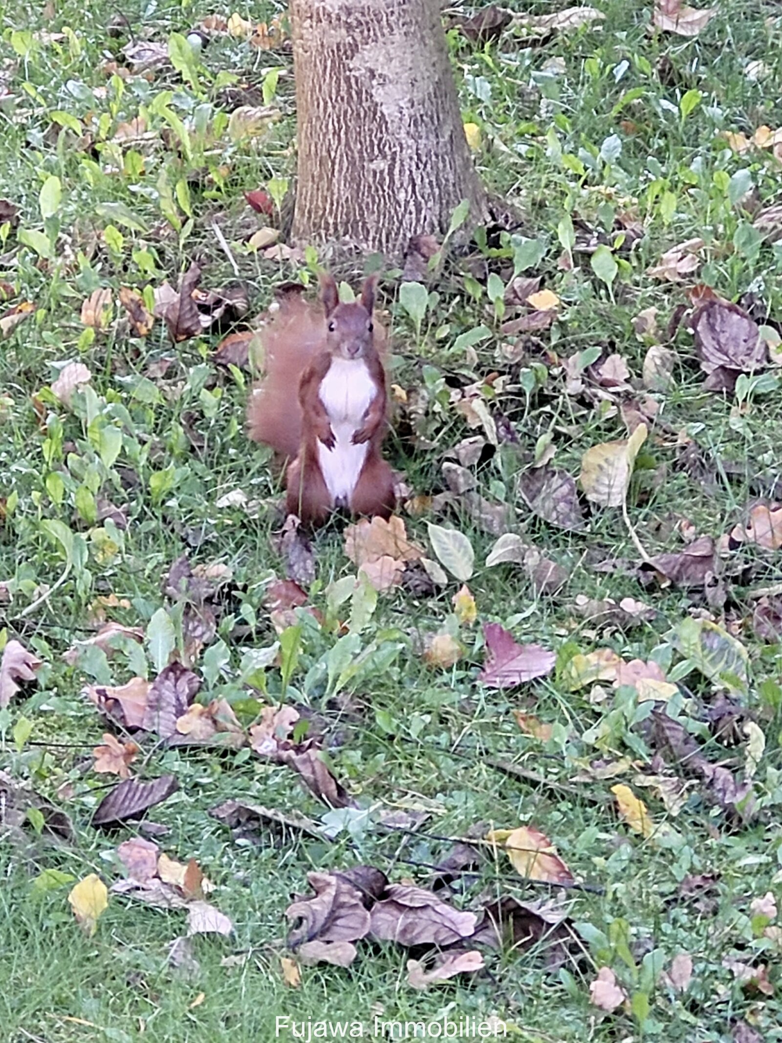 Nüssedieb gesichtet  :-)